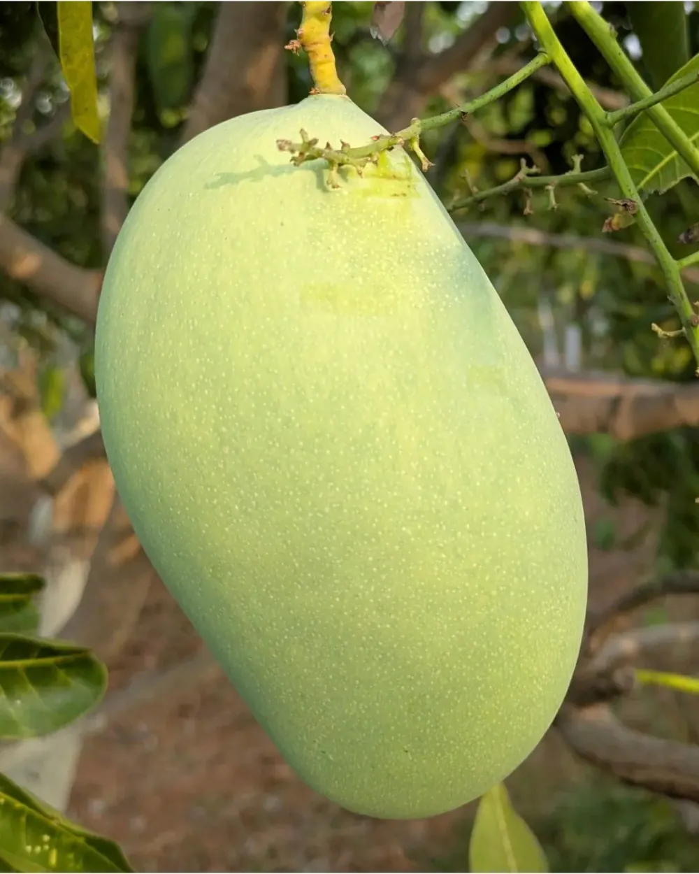 Mallika Mangoes