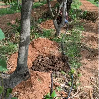 Our Lush Mango Trees