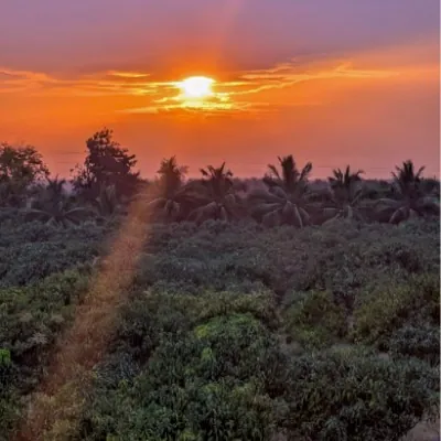 Our Lush Mango Trees